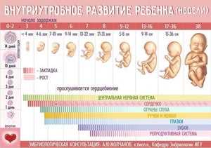 Роль УЗИ в оценке риска замершей беременности